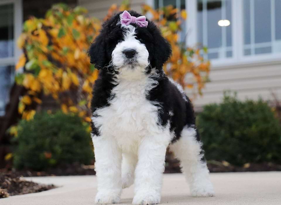 Available Newfiedoodle