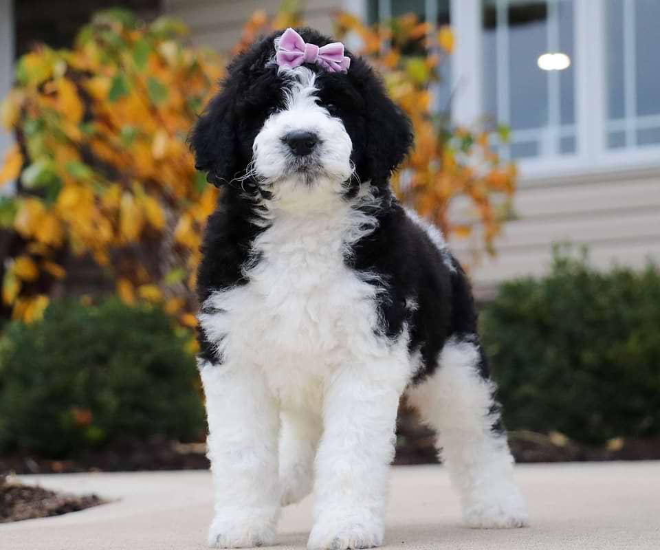 Available Newfiedoodle