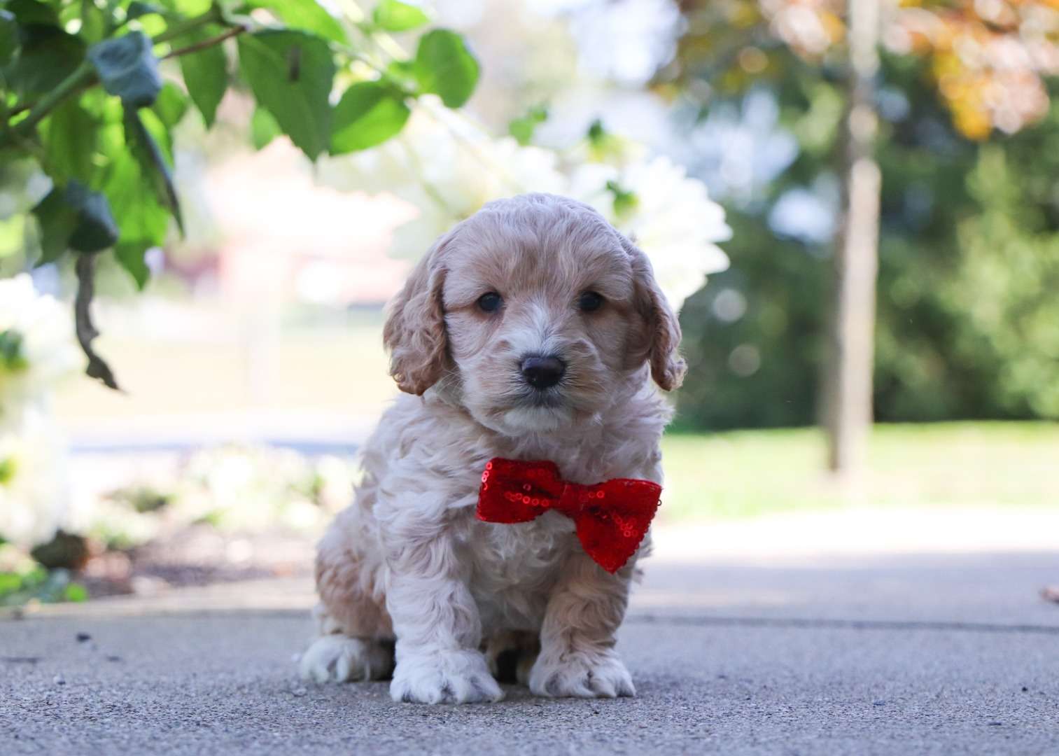 Cockapoo Petco Best Seattle Cockapoos Available — Crockett Doodles