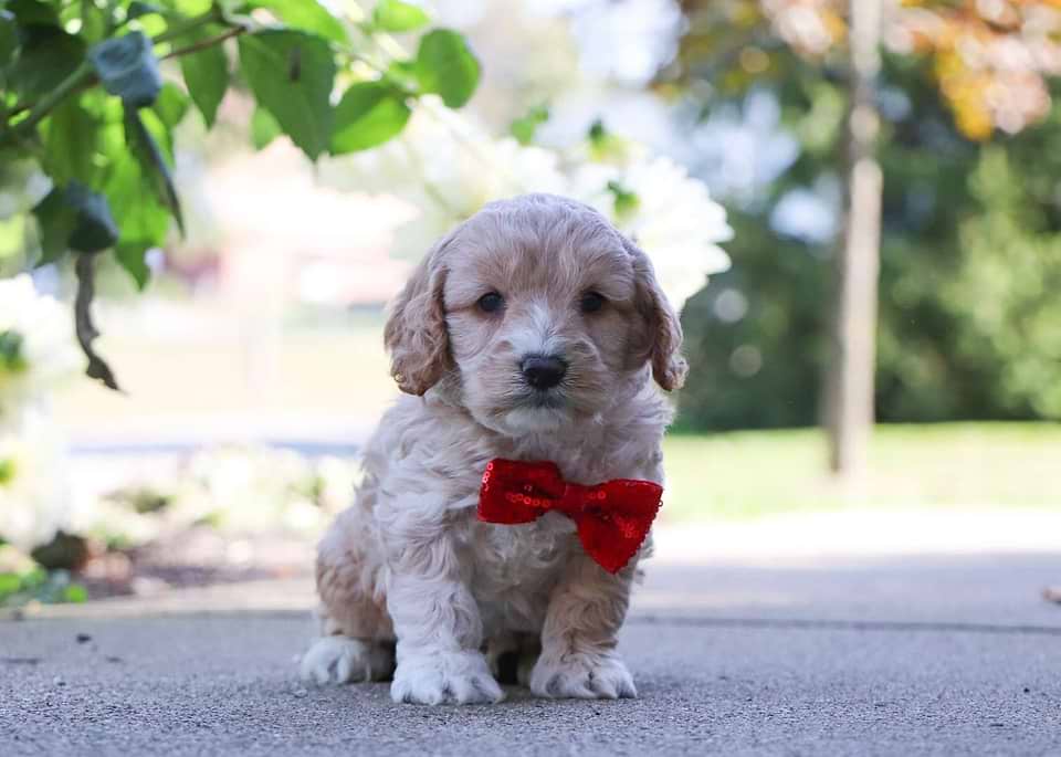 Cockapoo Available