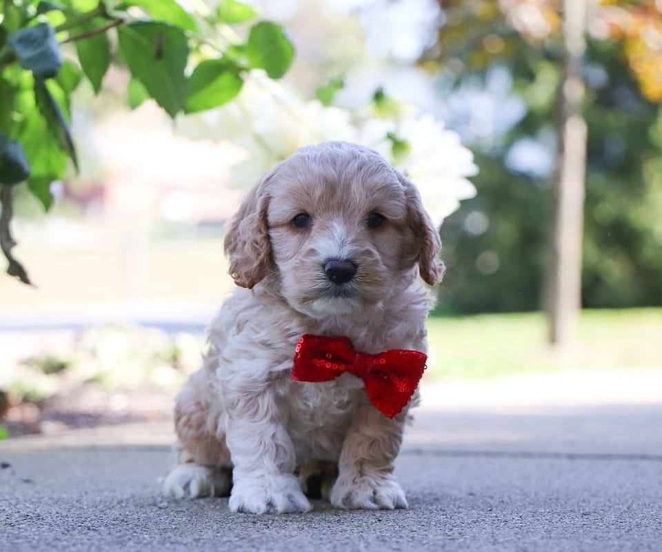 Cockapoo Available