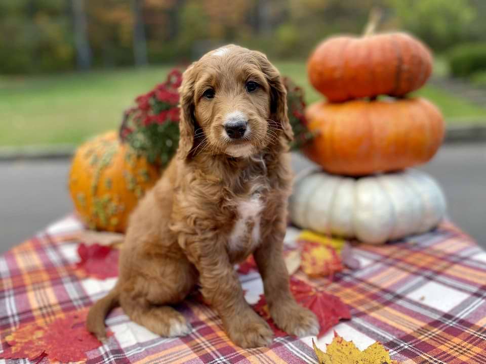 Irishdoodle - Pumpkin