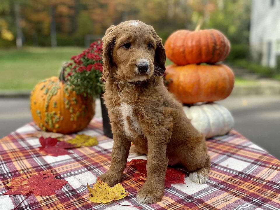 Pumpkin, the Irishdoodle girl-2