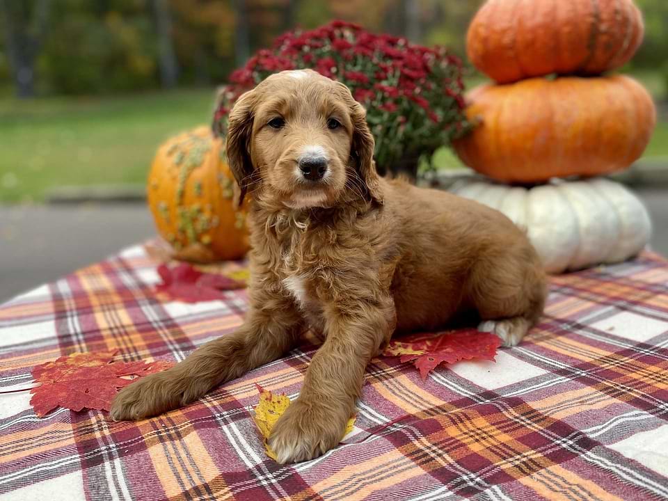 Pumpkin, the Irishdoodle girl-3