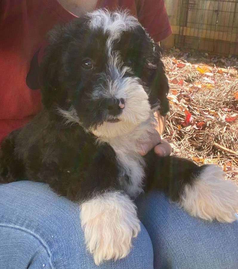Available Sheepadoodle