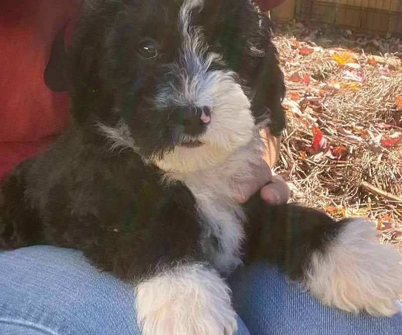 Available Sheepadoodle