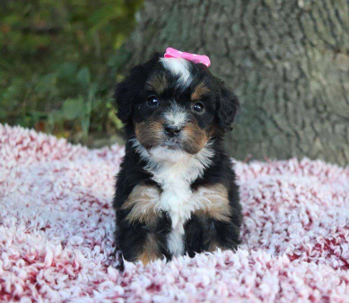 Multigen Bernedoodles