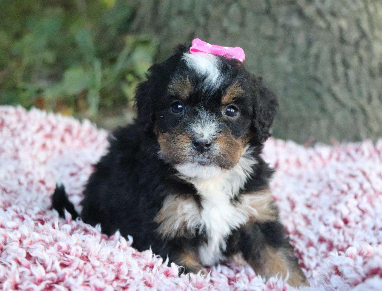 Willow, the Bernedoodle girl-3