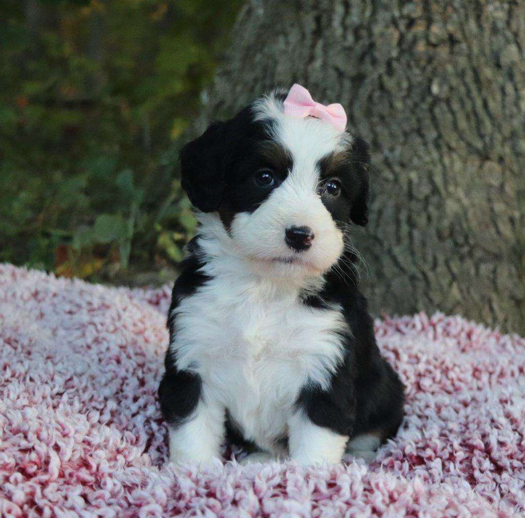 Winter, the Bernedoodle girl-1