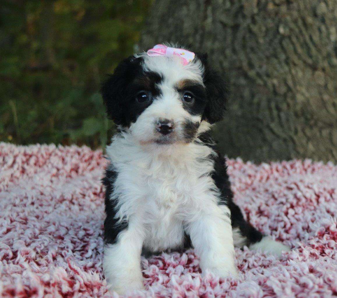 Wisteria, the Bernedoodle girl-1