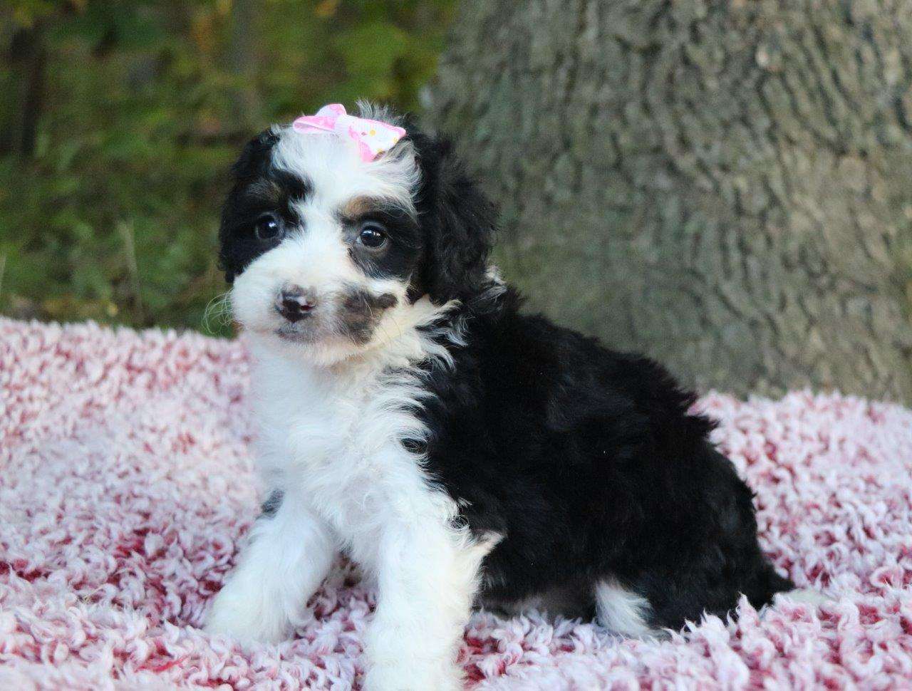 Wisteria, the Bernedoodle girl-4