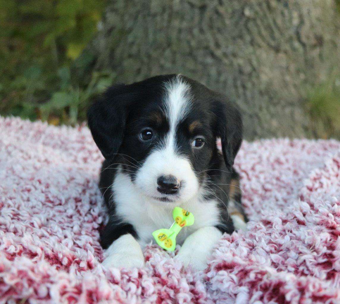 Wylie, the Bernedoodle boy-3