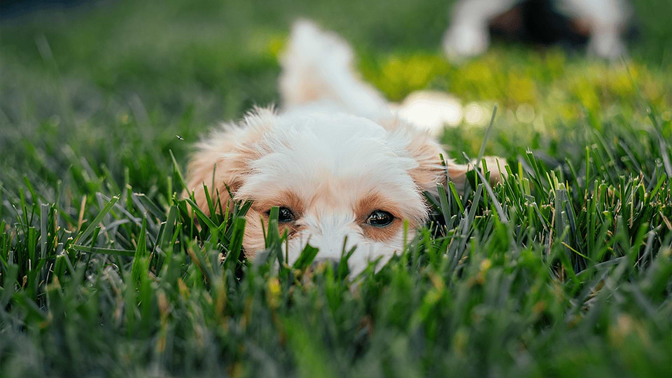 Tiny Puppies for sale