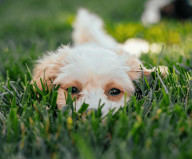 Tiny Puppies for sale