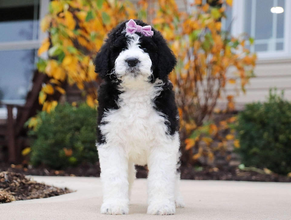 Apple, the Newfiedoodle girl