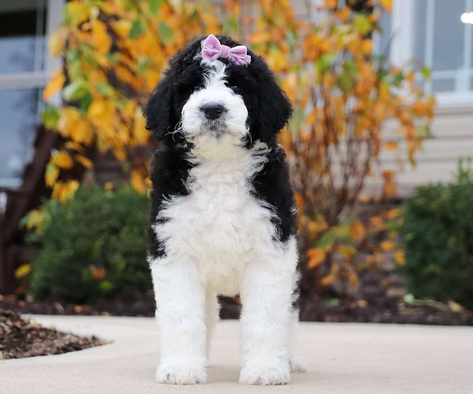 Apple, the Newfiedoodle girl