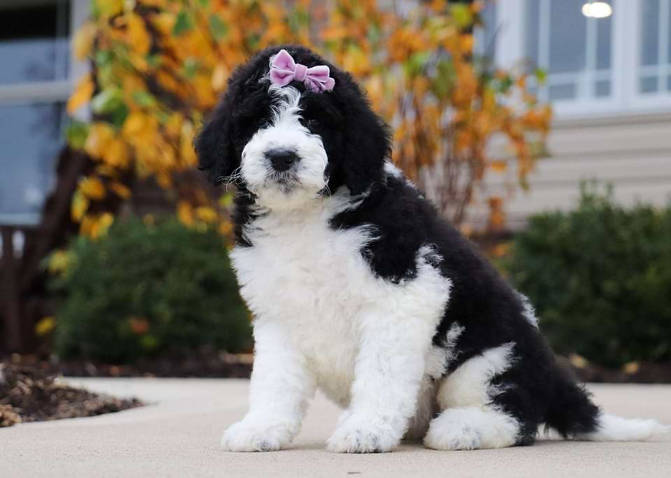 Apple, the Newfiedoodle girl