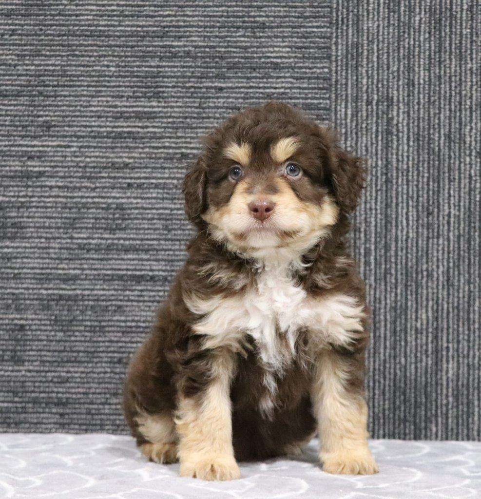 Available Aussiedoodle