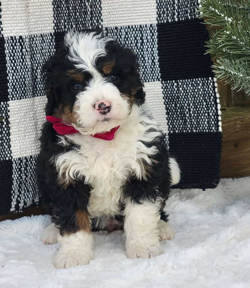 Bernedoodle Available