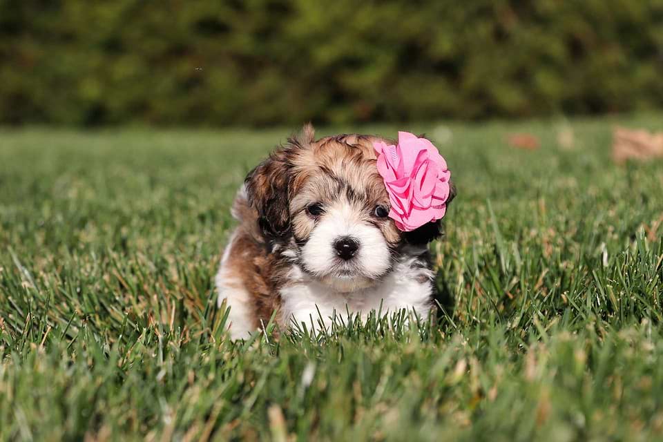 Cavapoo Available