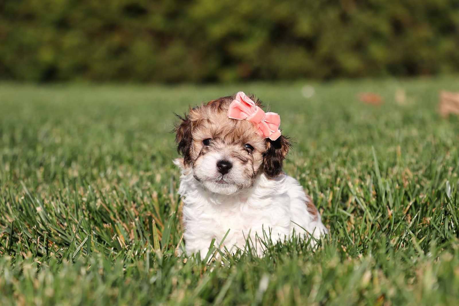 Best West Virginia Cavapoos Available Crockett Doodles best-west-virginia-cavapoos-available-crockett-doodles