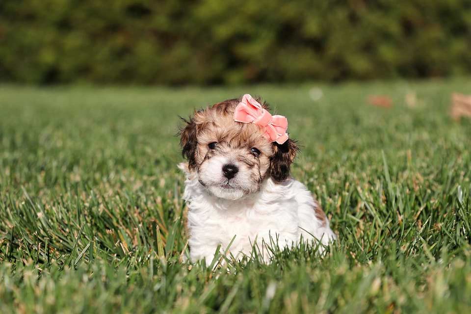 Cavapoo Available