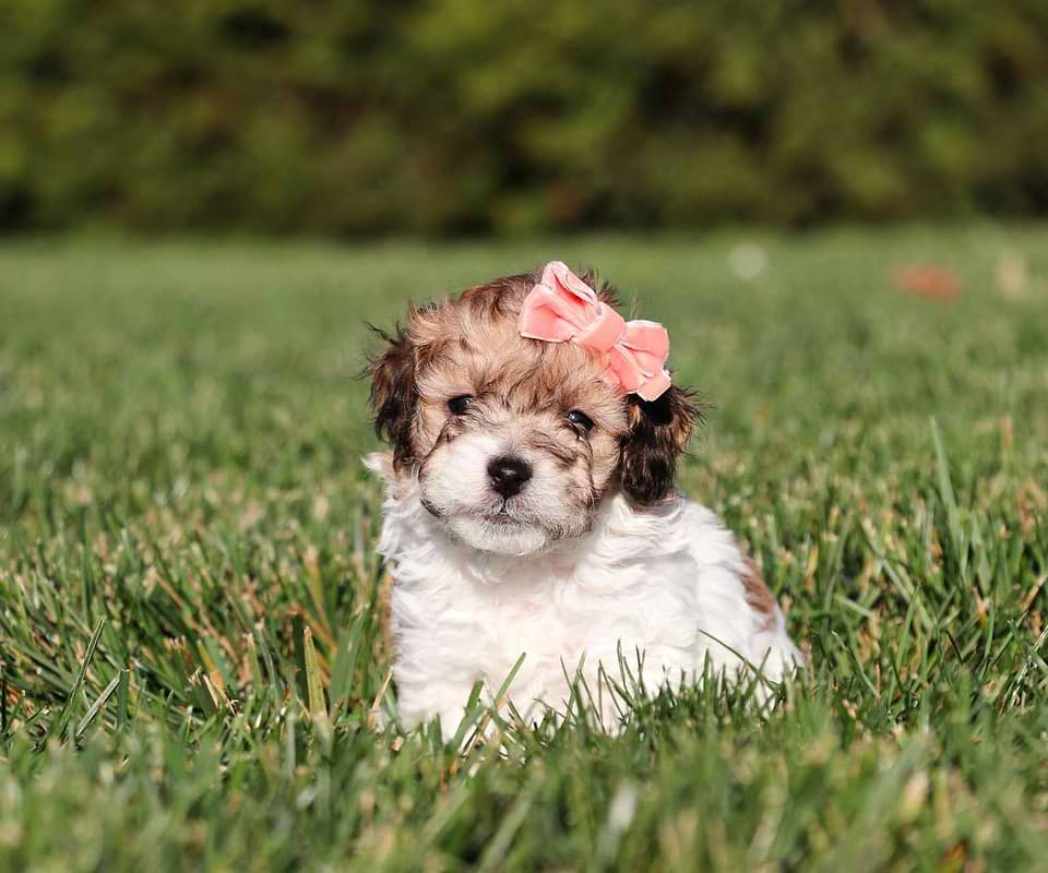 Cavapoo Available