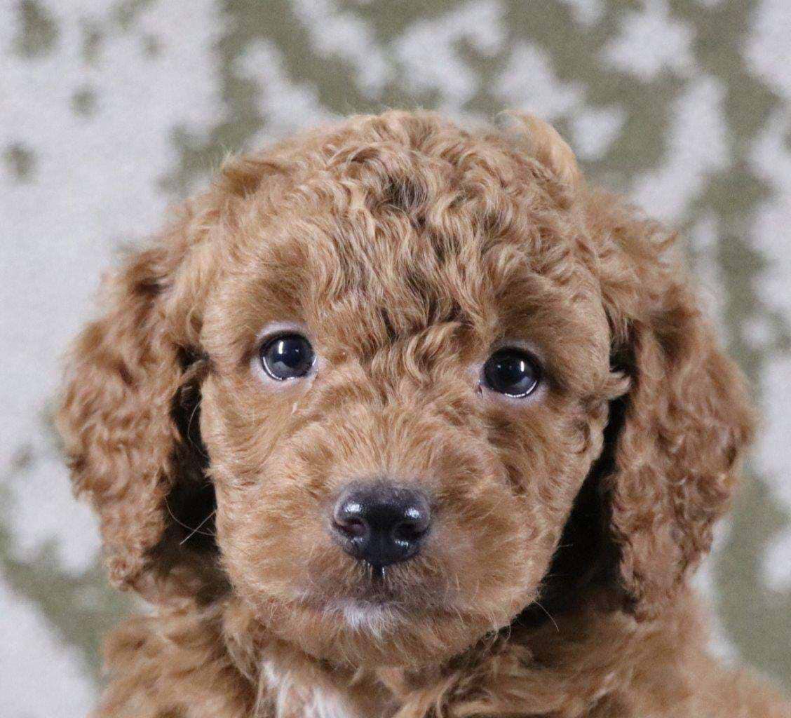 Goldendoodle Available