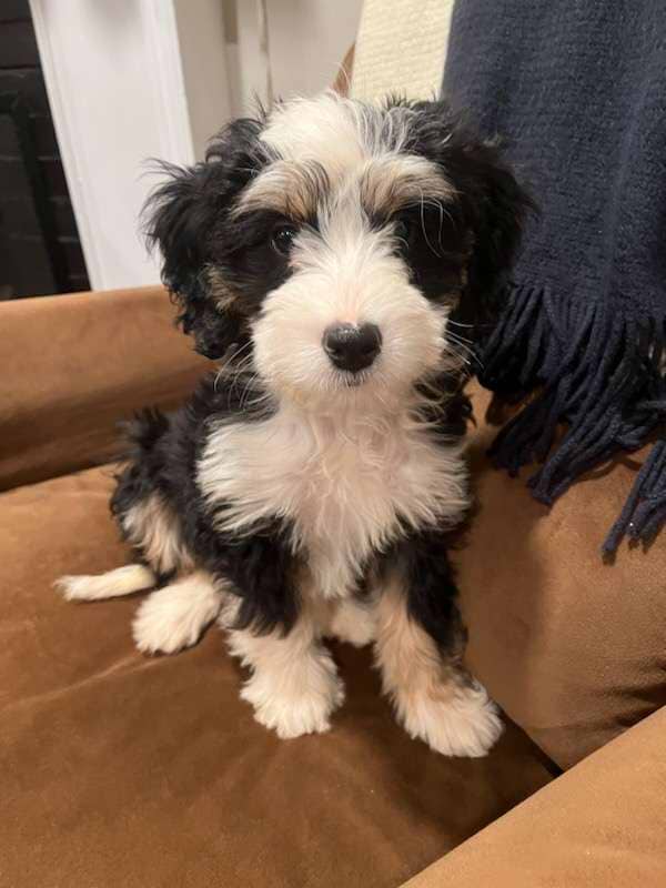 Available Bernedoodle