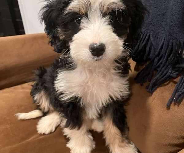 Available Bernedoodle