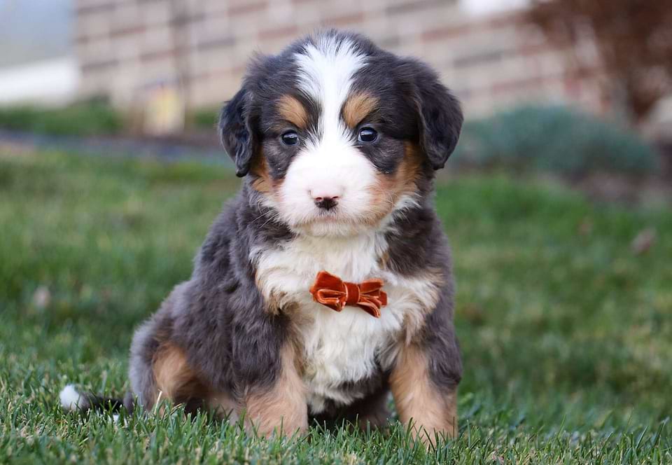 Available Bernedoodle