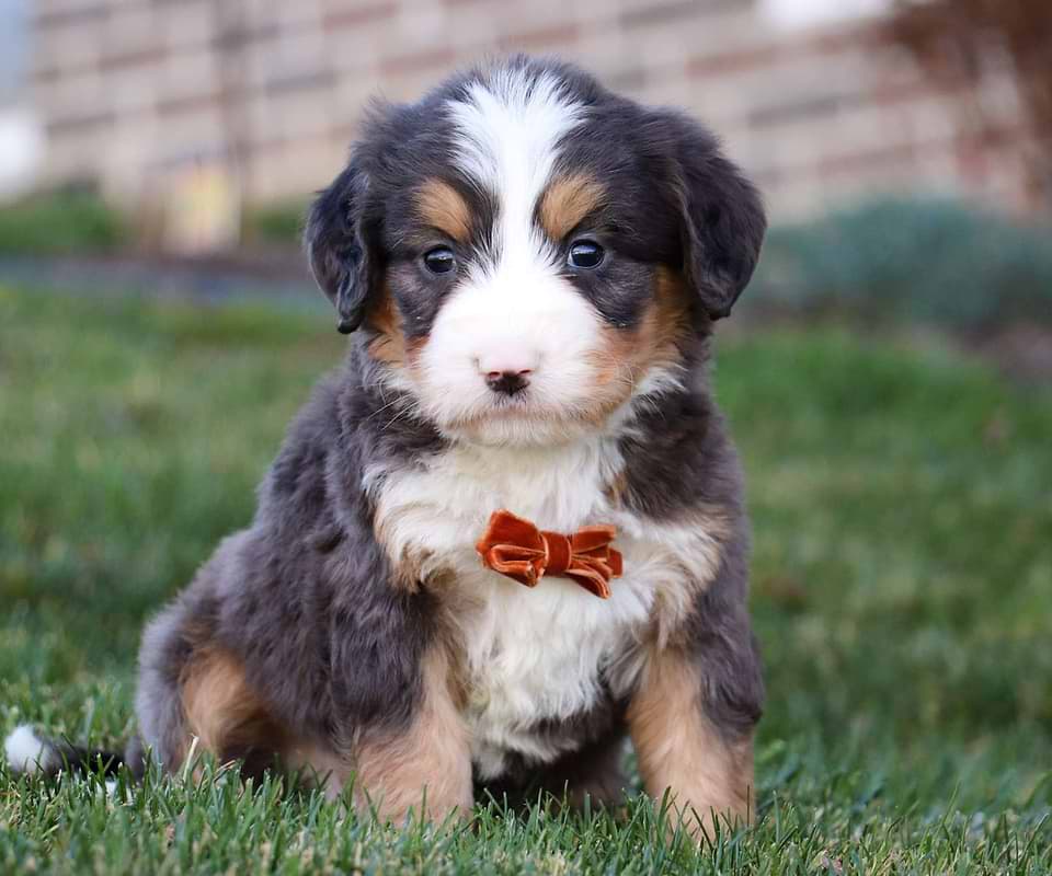 Available Bernedoodle