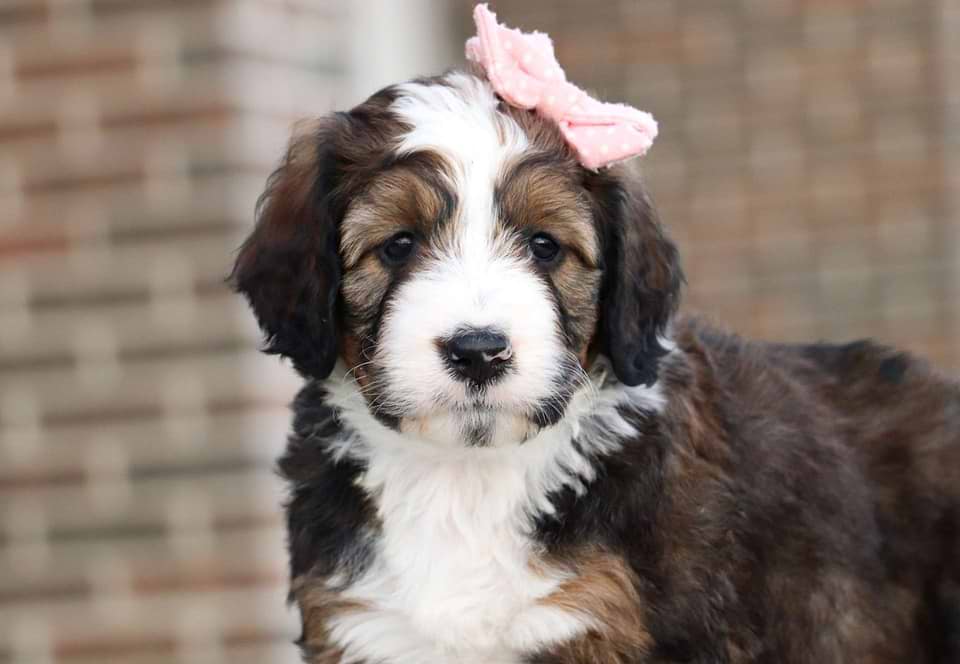 Bernedoodle Available