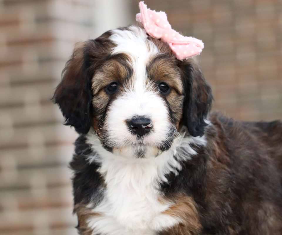 Bernedoodle Available