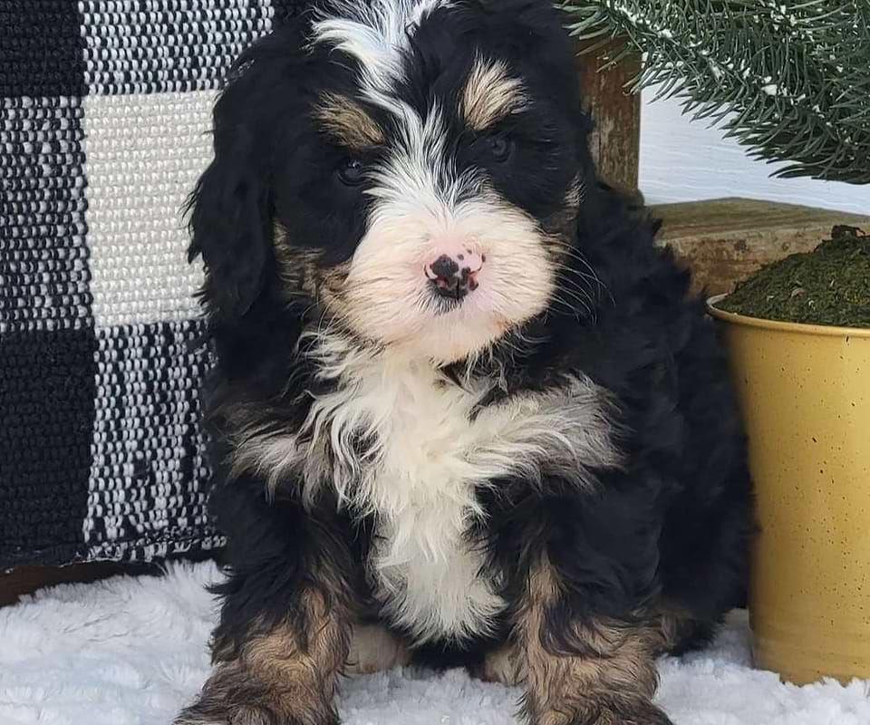 Available Bernedoodle