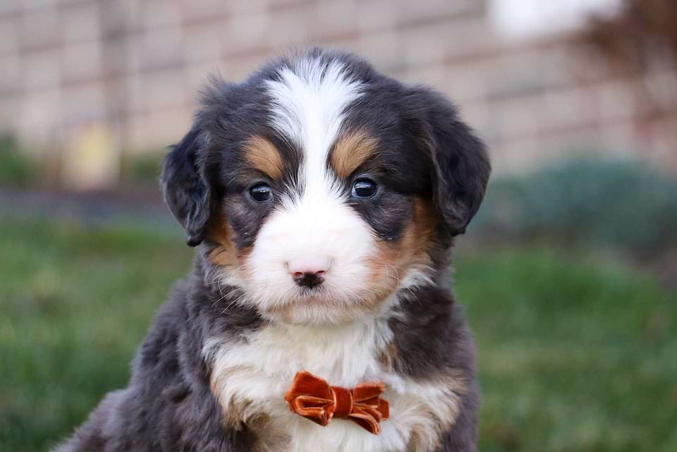 Bernedoodle Available