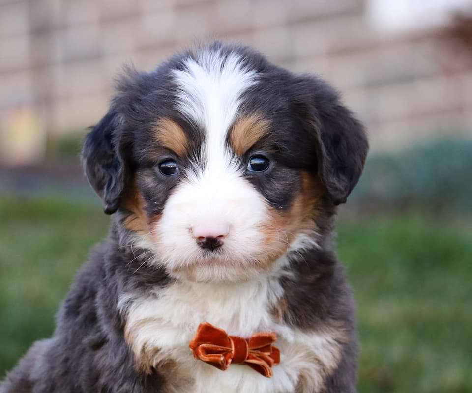 Bernedoodle Available