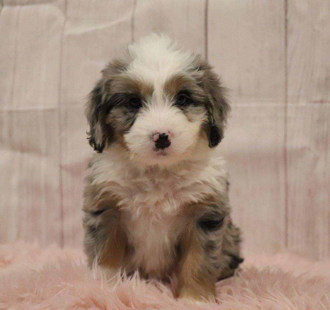 Available Bernedoodle