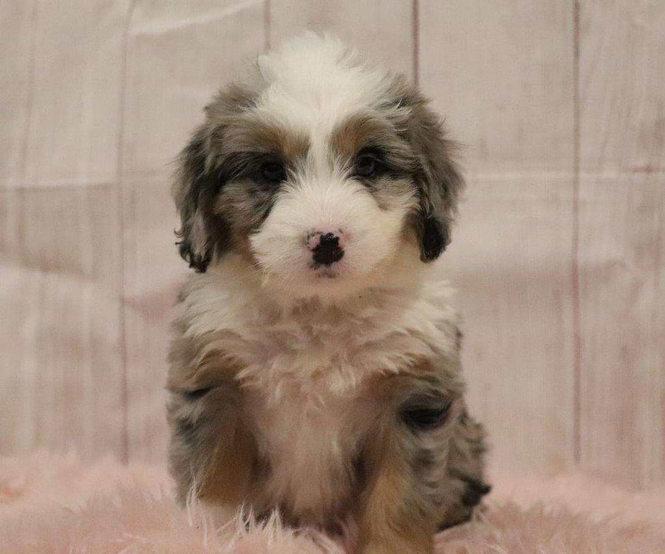Available Bernedoodle