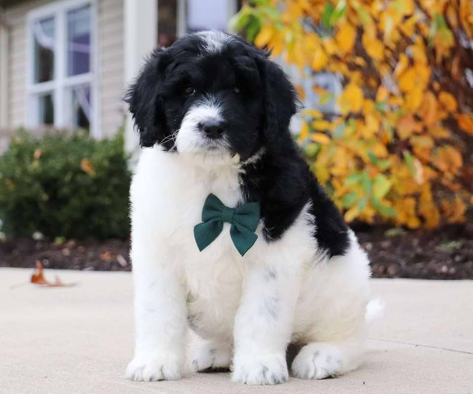 Butternut, the Newfiedoodle boy