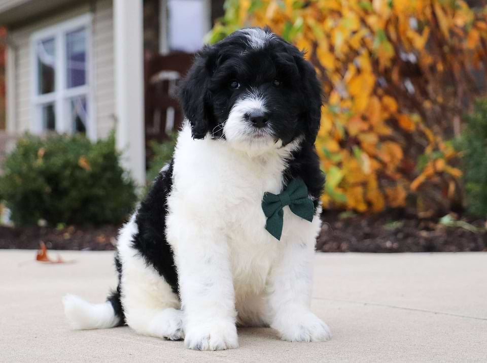 Butternut, the Newfiedoodle boy
