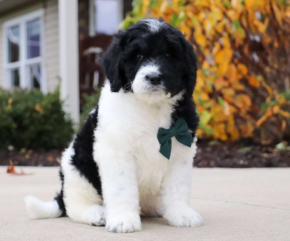 Butternut, the Newfiedoodle boy