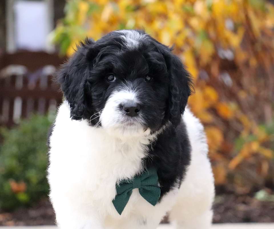 Butternut, the Newfiedoodle boy