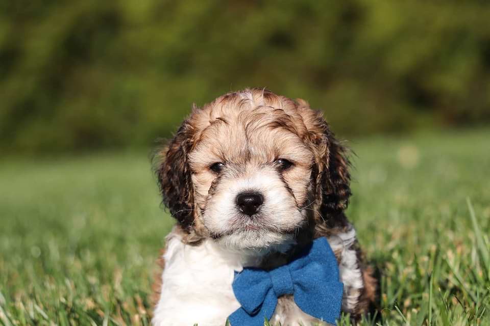 Available Cavapoo