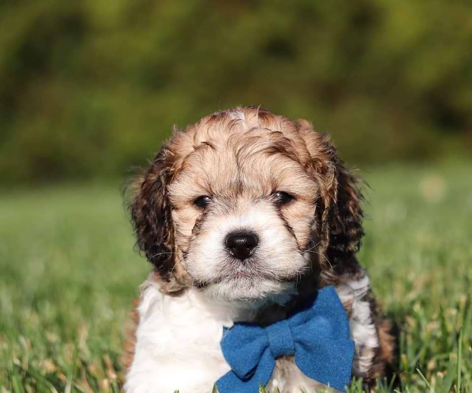 Available Cavapoo