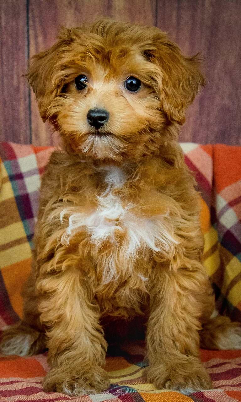 Best Oklahoma City Cavapoos Available — Crockett Doodles