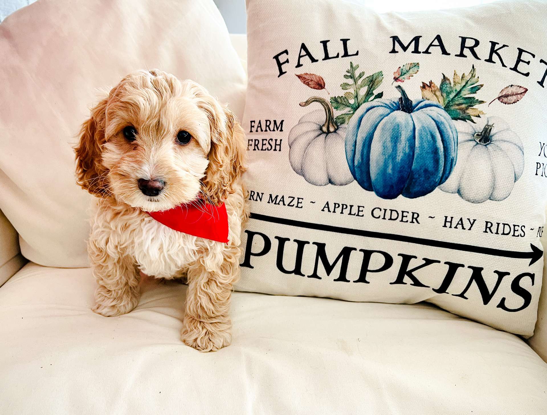 Available Cockapoo