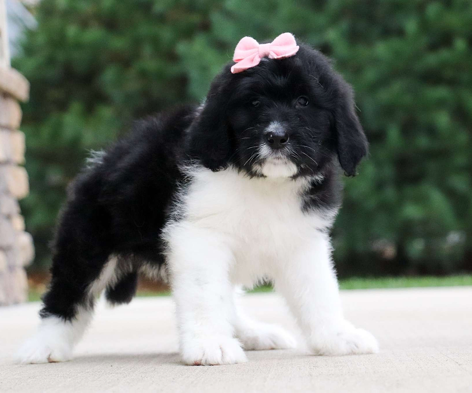 Cranberry, the Newfiedoodle girl