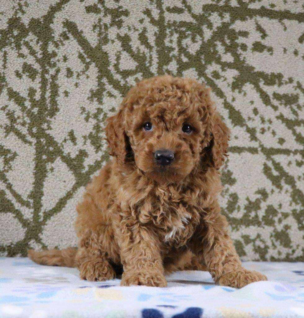 Available Goldendoodle