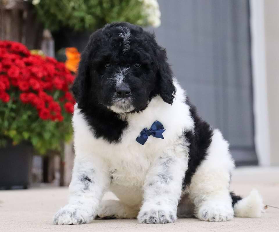 Gravy, the Newfiedoodle boy